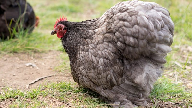 5 Interesting Things to Know About Layer Hens