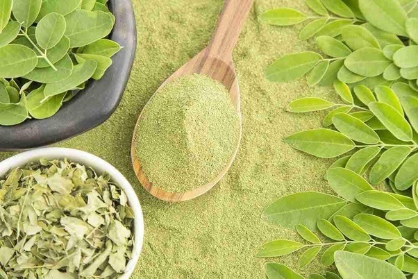 Best moringa powder – Health advantages of miracle tree