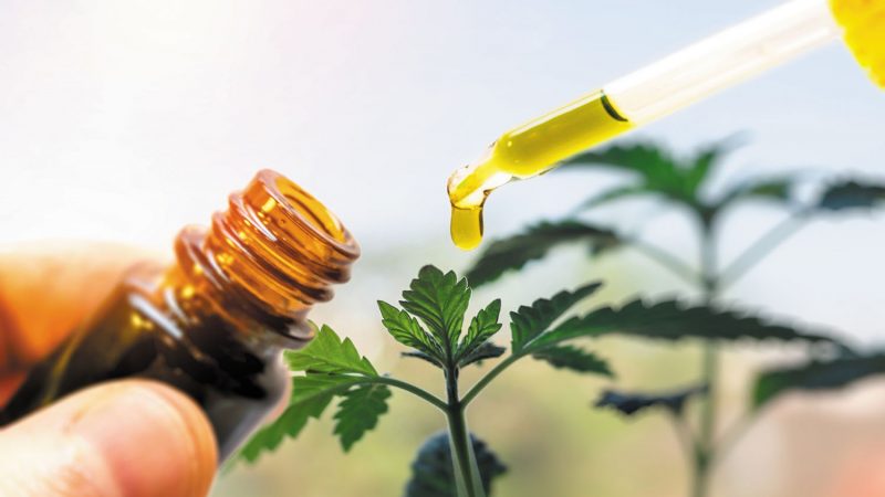 Cannabis News – How CBD takes the Stage on Internet Search