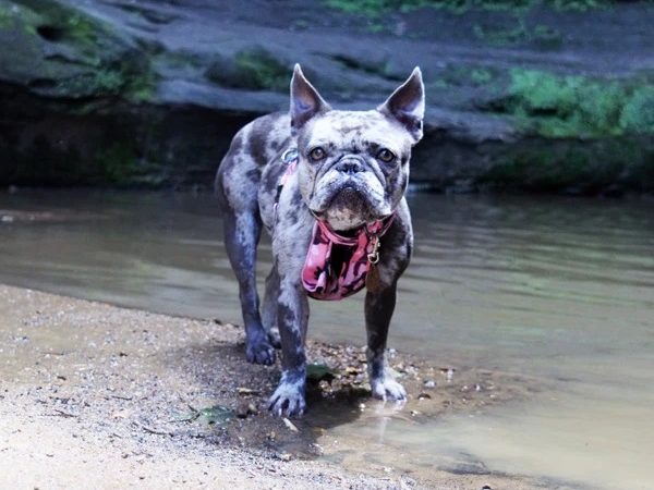 Hiking with Frenchie – Awaits All the Fun!