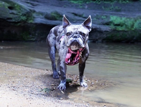 Hiking with Frenchie – Awaits All the Fun!