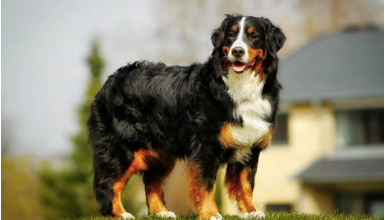 How To Choose A Large Dog Bark Collar? When To Put On A Large Dog Bark Collar?