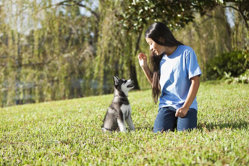 Three Commands To Set You Up For Effective Dog Training