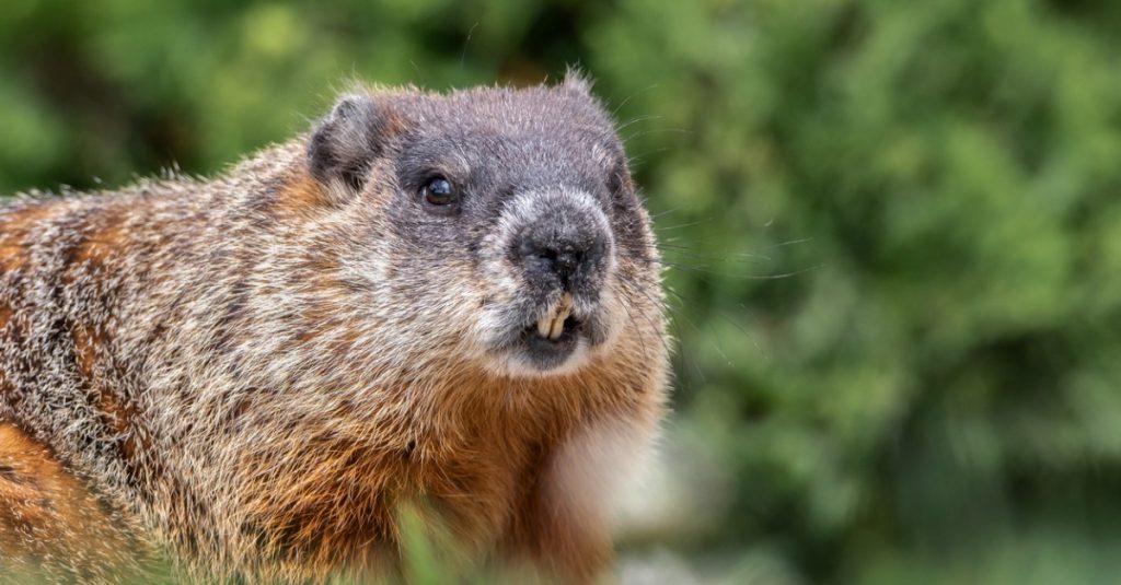 The groundhog, characteristics, where it lives, what it eats, reproduction