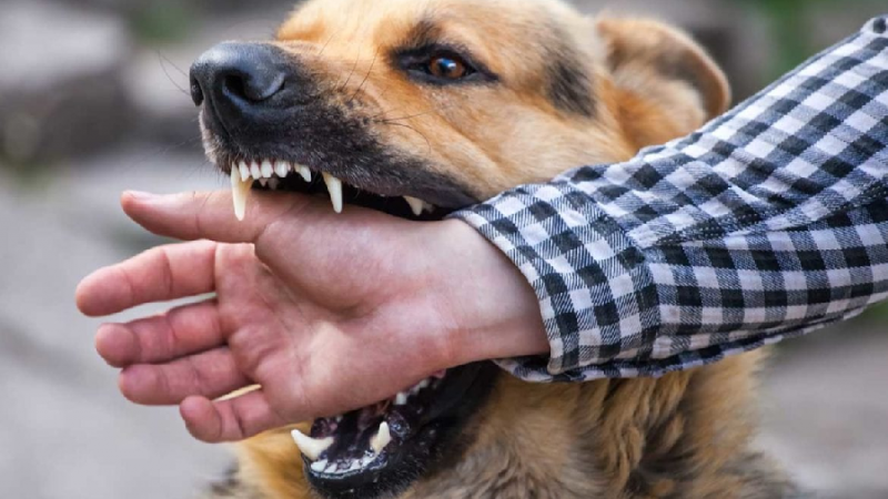 THE BEST WAY TO SETTLE A DOG BITE ACCIDENT