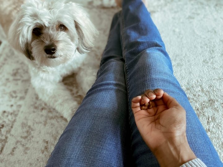 Three Things to Think About Before Administering CBD to Your Pet