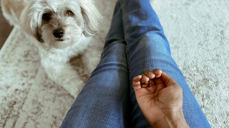 Three Things to Think About Before Administering CBD to Your Pet
