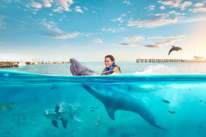 Gaining Great Memories to Swim with Dolphins in Cancun