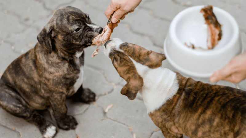 Protein and Fat Content in Raw Dog Food