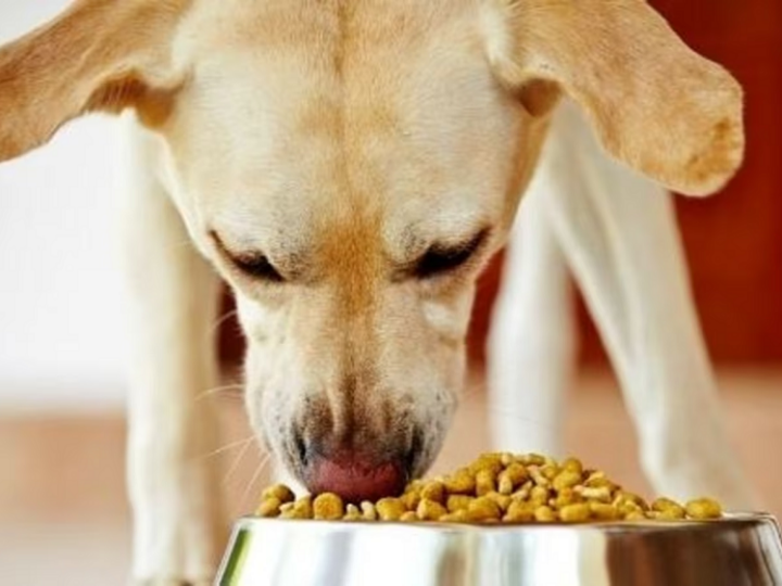 Choose The Right Pet Food Brand, and We Shall Deliver