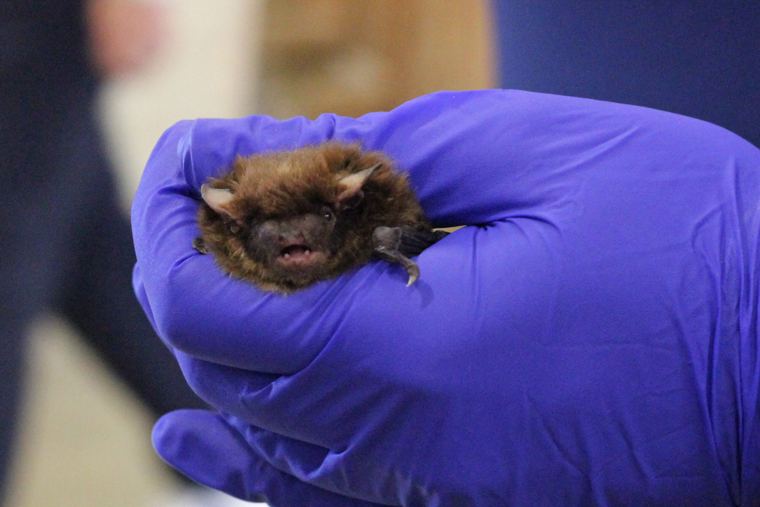 Why is professional bat Removal Company in great demand in Canada?
