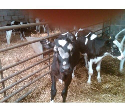 Understanding and Treating Ringworm in Cattle – A Guide by G Shepherd Animal Health