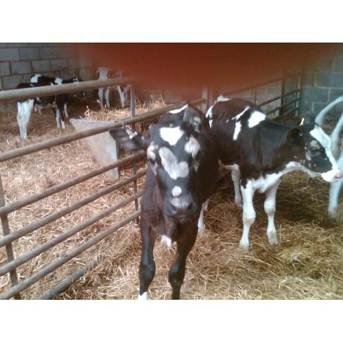 Understanding and Treating Ringworm in Cattle – A Guide by G Shepherd Animal Health
