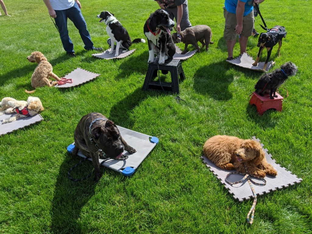 Master Off Leash Dog Training in Jacksonville, FL: The Ultimate Guide