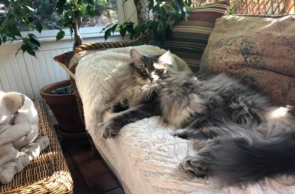 Maine Coon Breeders