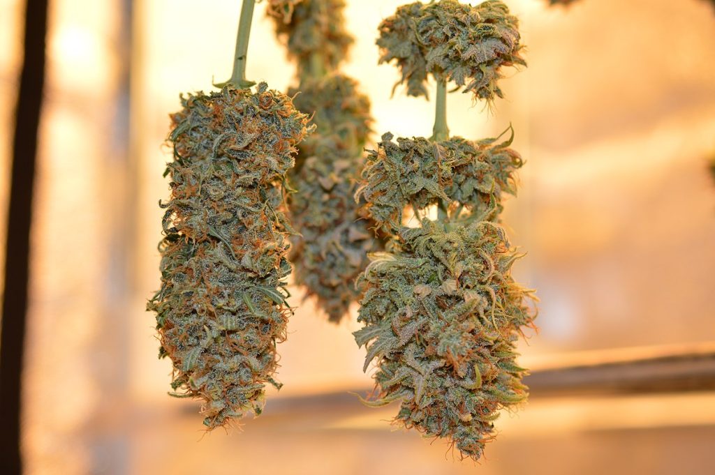 Marijuana shop in Prague: What to Know Before You Buy