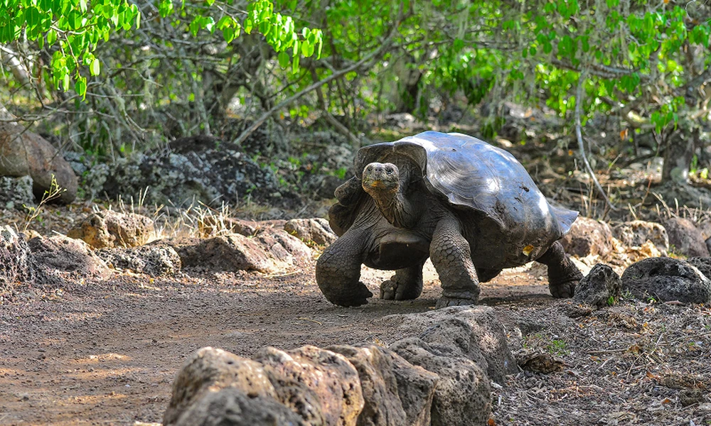 What Makes the Galápagos Islands Still a Bucket List Place